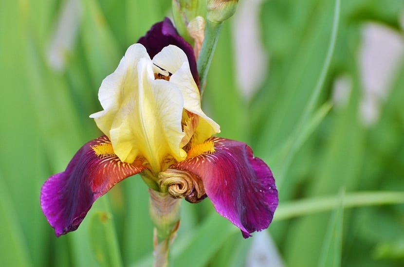Cuidado flor de iris