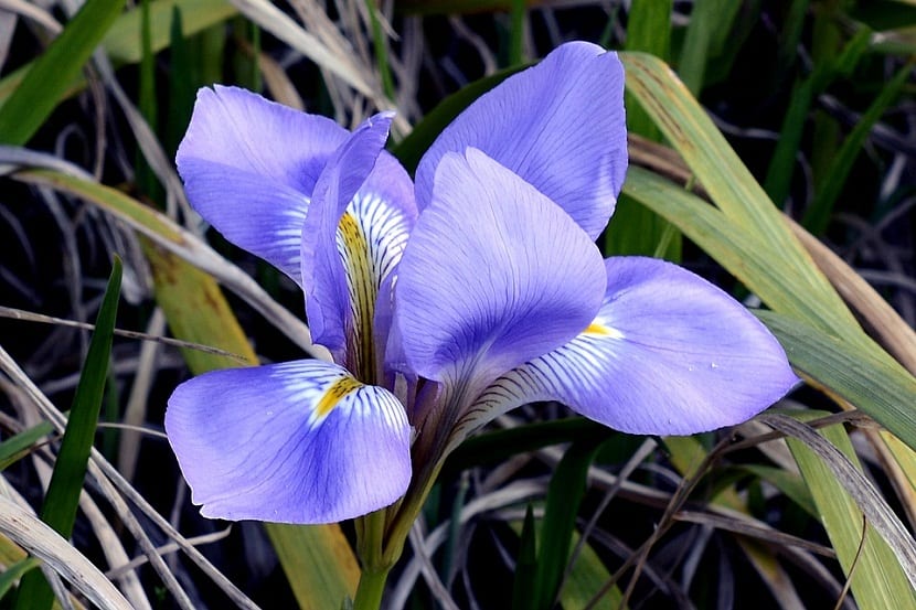 Flor de Iris de color azul