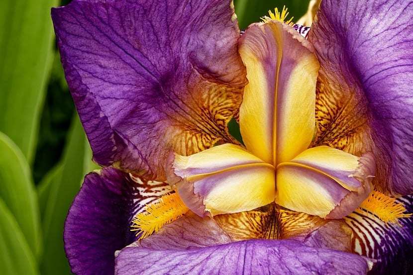 Cultivo flor de Iris
