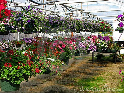 Macetas colgantes con plantas en flor