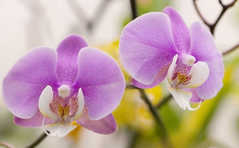 cultivar una orquídea Phalaenopsis