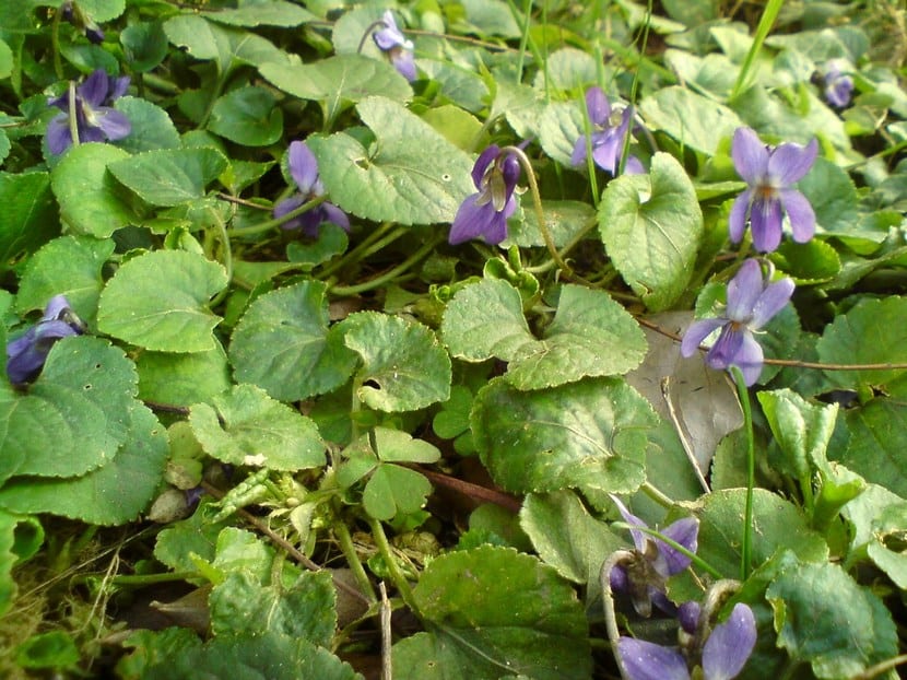 Violetas de olor