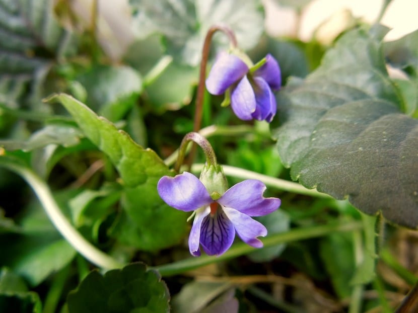 Violetas de olor