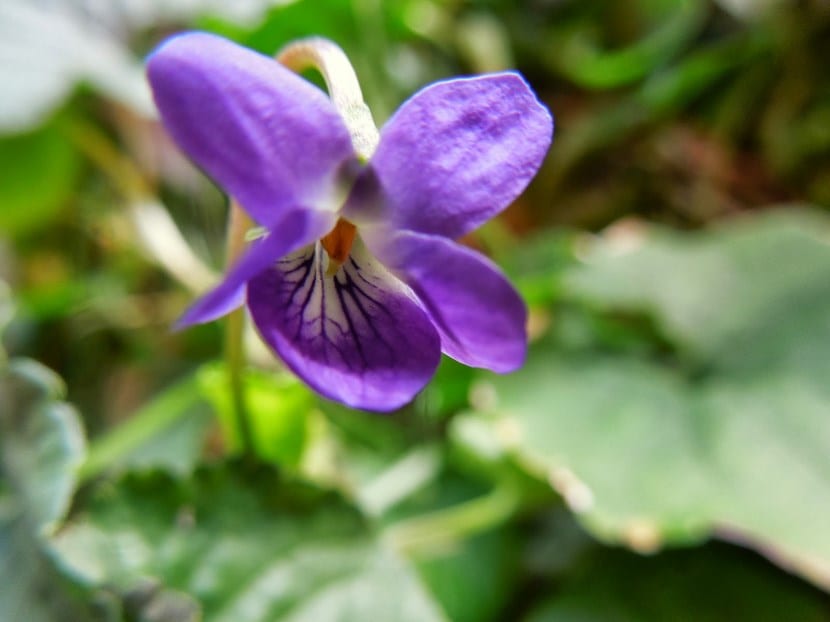 Violetas de olor