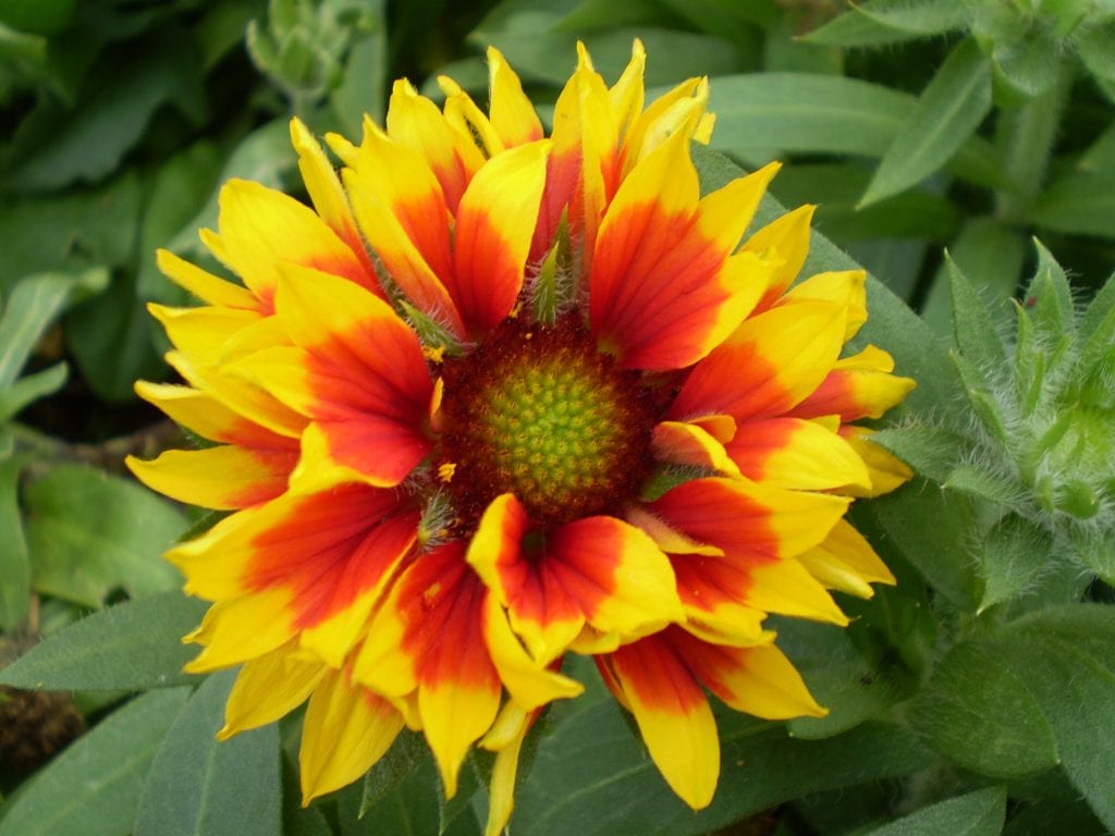 Cultivo de la gallardía: siembra, cuidados y floración