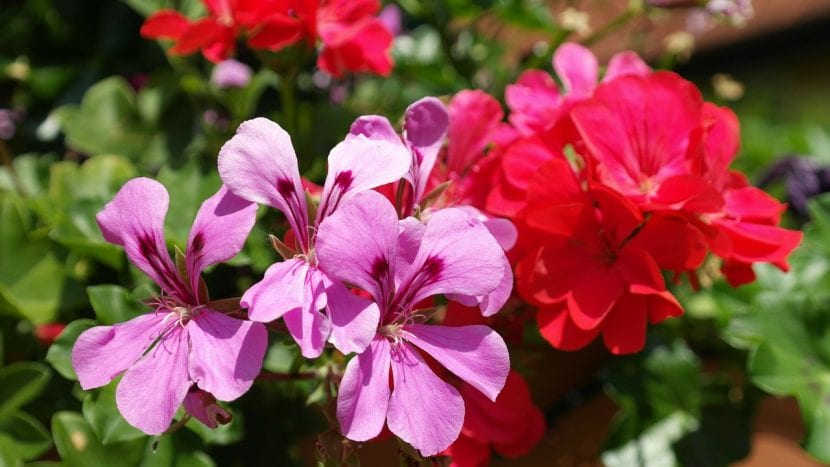 Grupo de geranios en flor