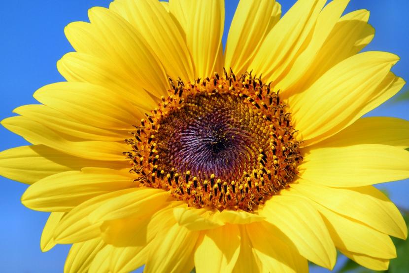 Girasol