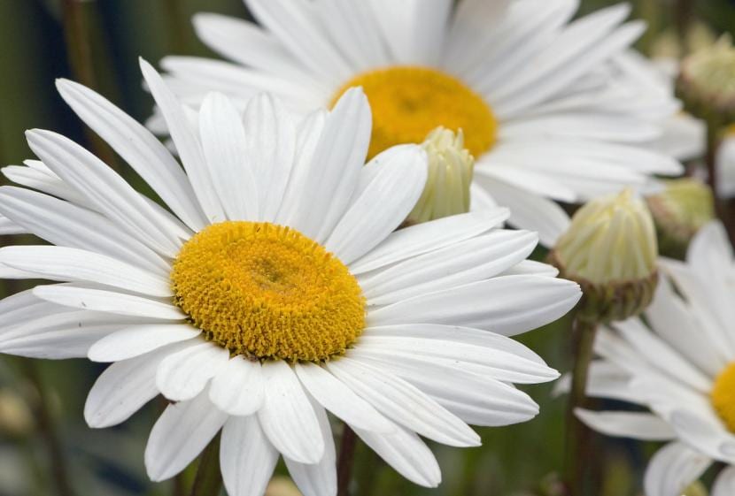 Margarita blanca