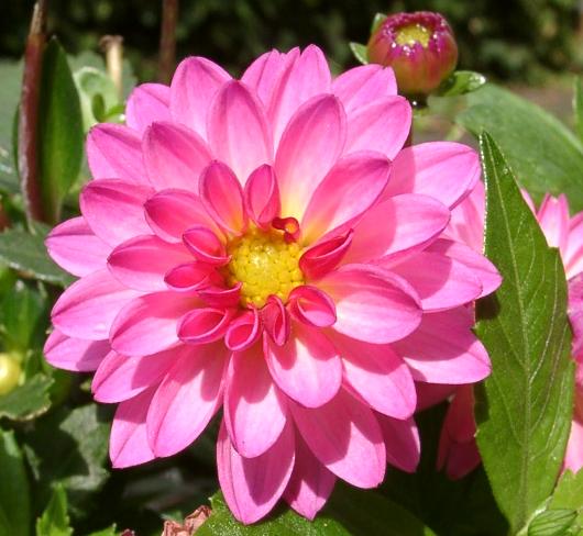 Dhalia pinnata