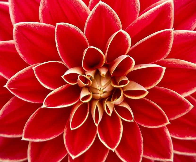 Dahlia, la flor del verano