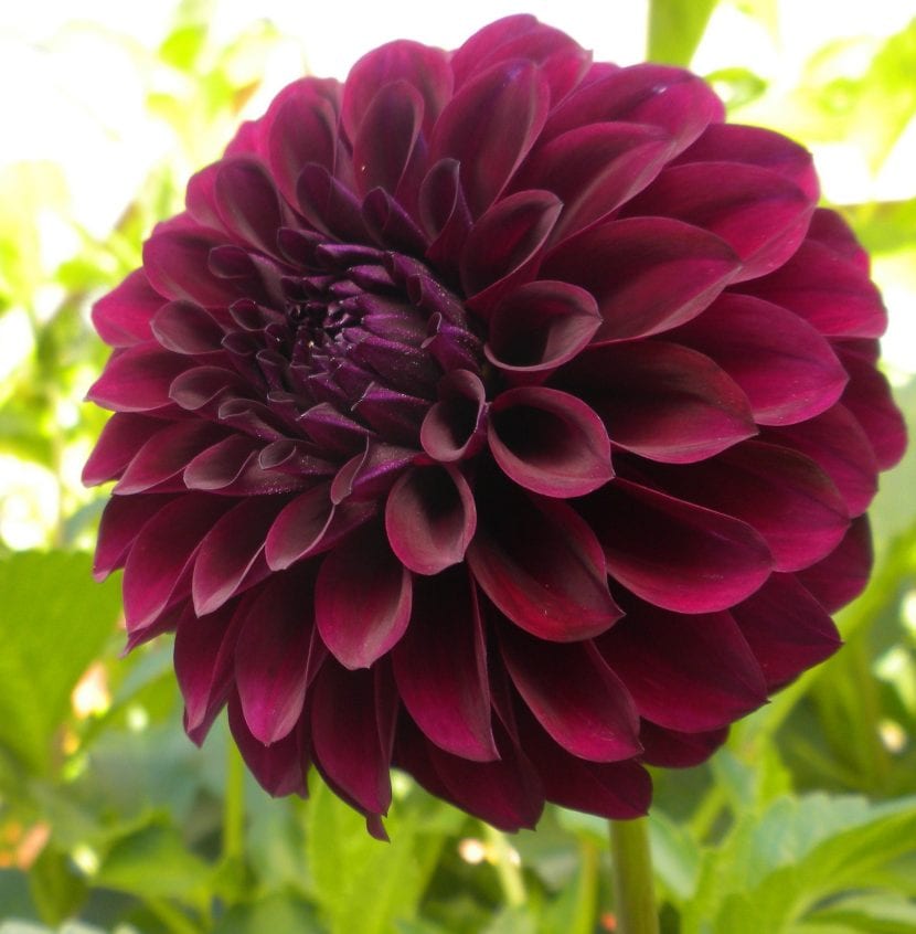 Dalia roja, perfecta para decorar