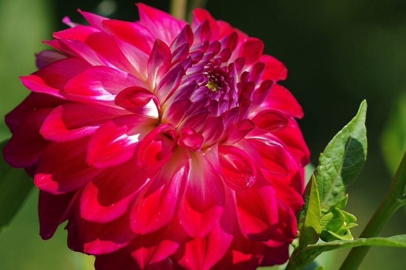 Preciosa flor de dalia