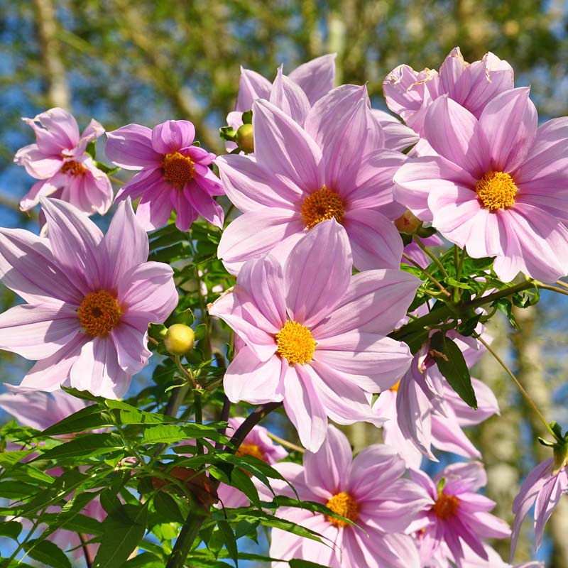 Георгин Императорский Dahlia Imperialis