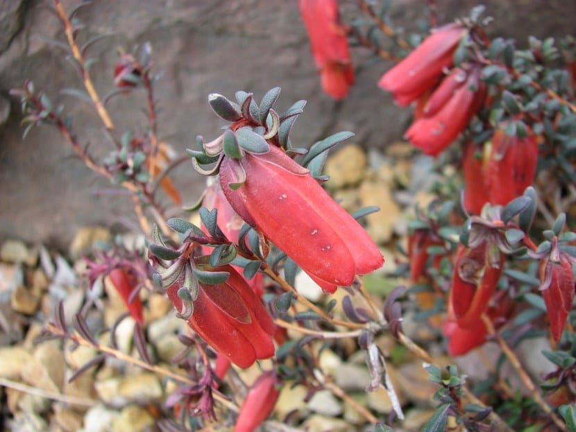 Darwinia