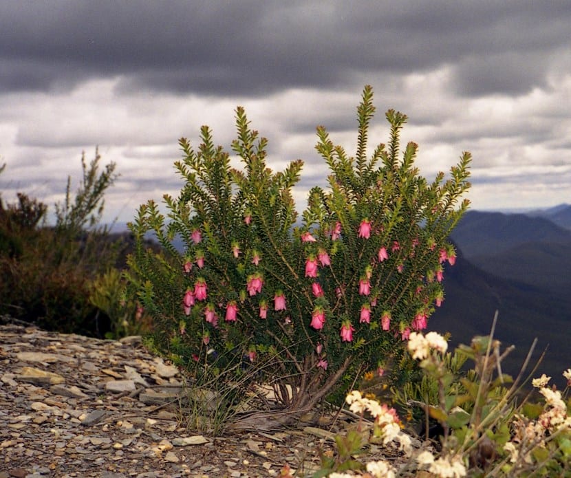 Darwinia, flores colgantes