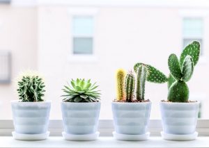 Cuatro cactus y suculentas en macetas pequenas junto a una ventana