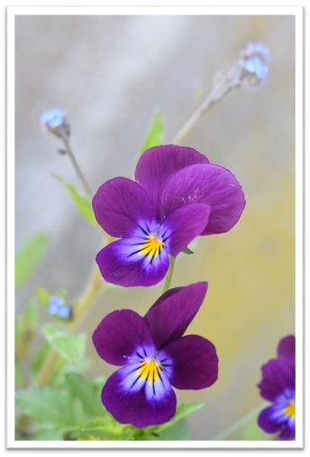 Flor de viola morada