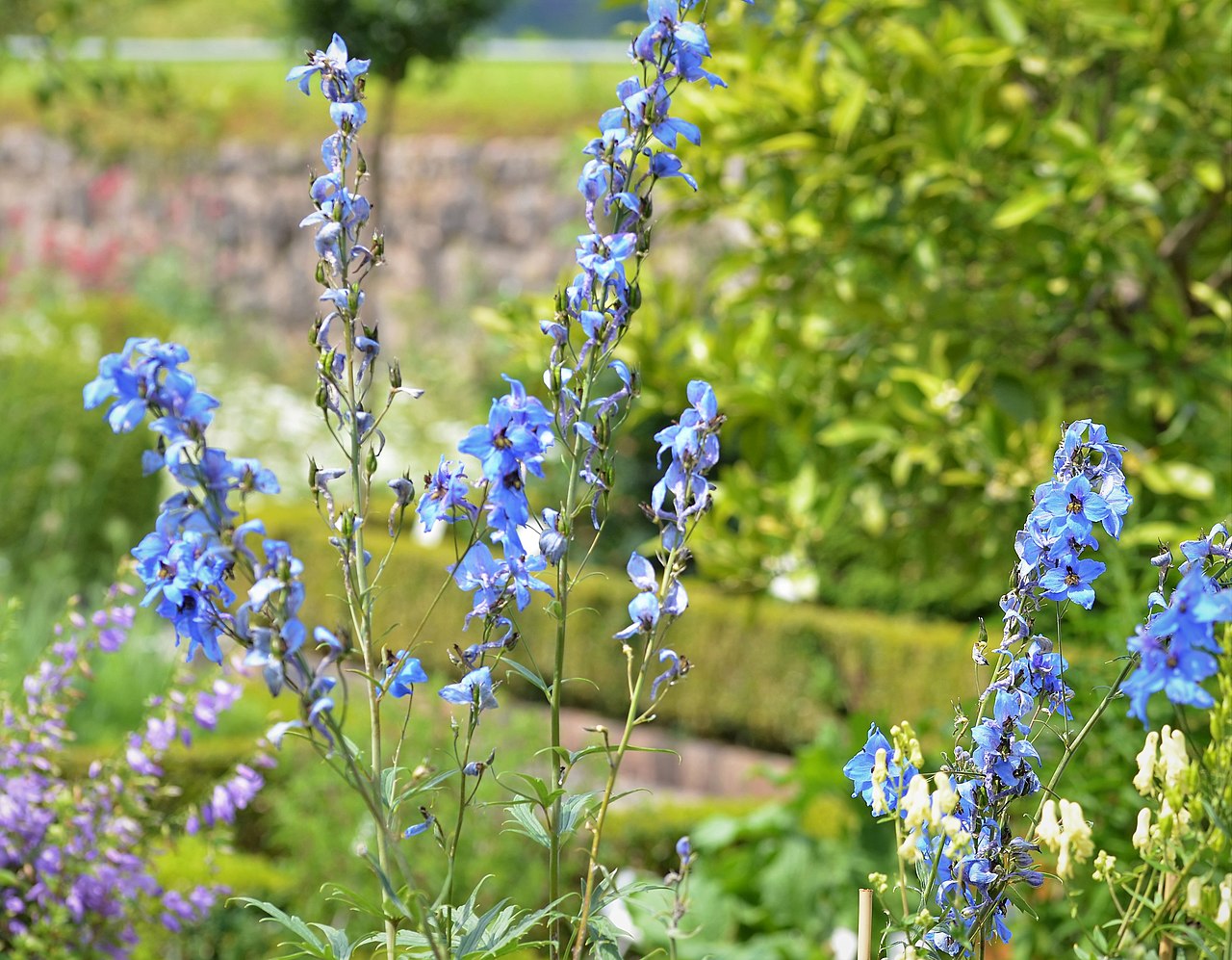 Vista del Delphinium elatum