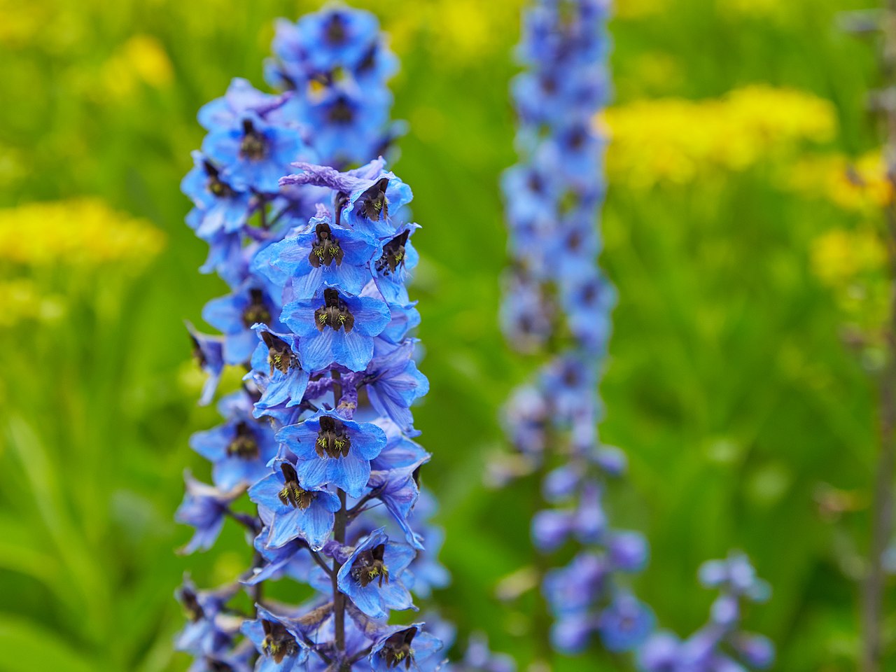 Vista del Delphinium elatum en flor