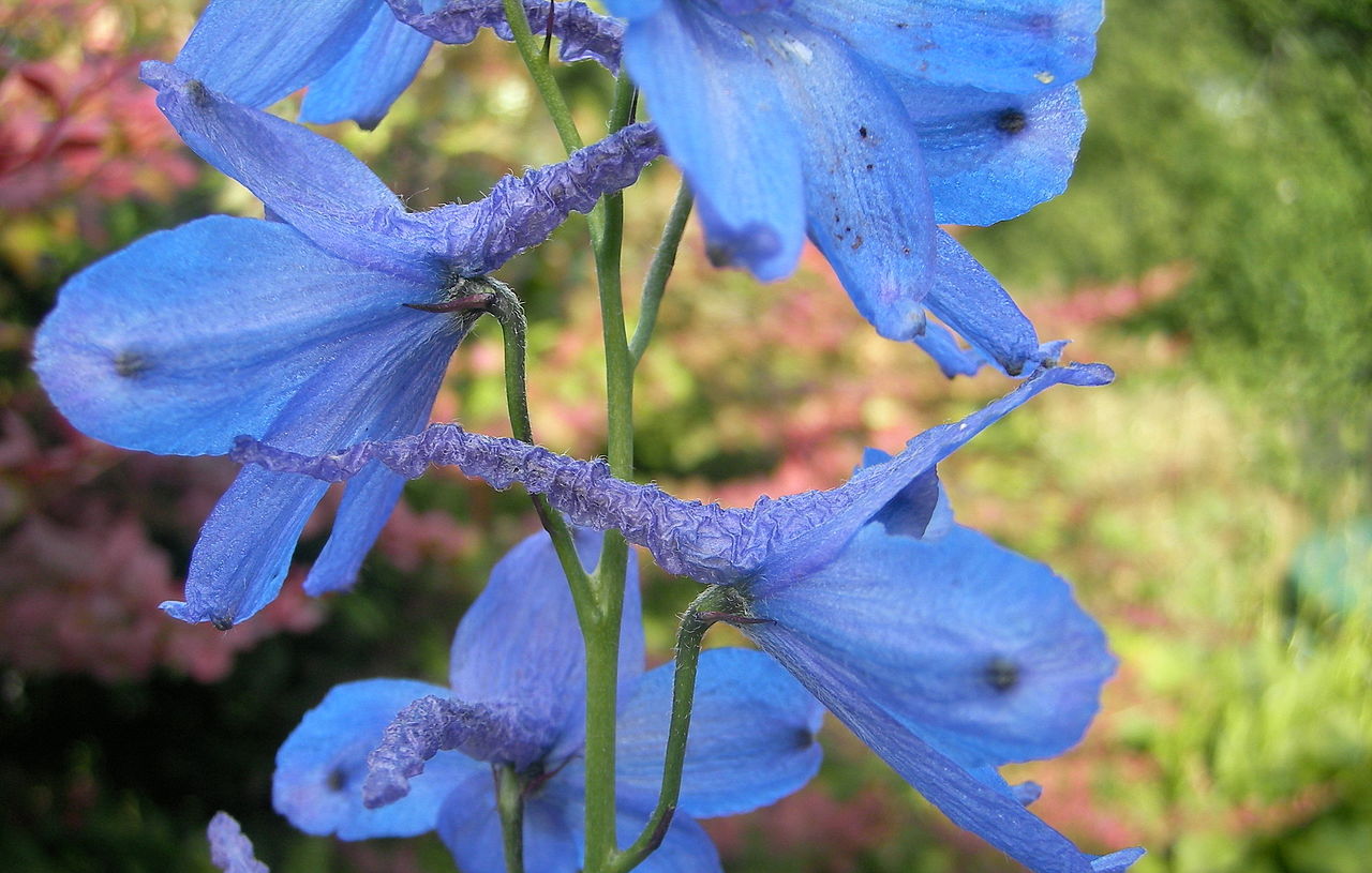 Vista del Delphinium elatum