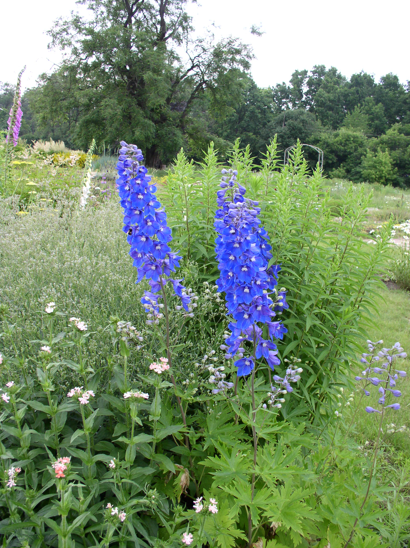 Vista del Delphinium elatum