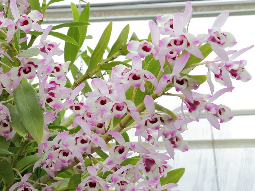 Decoracion con Dendrobium nobile