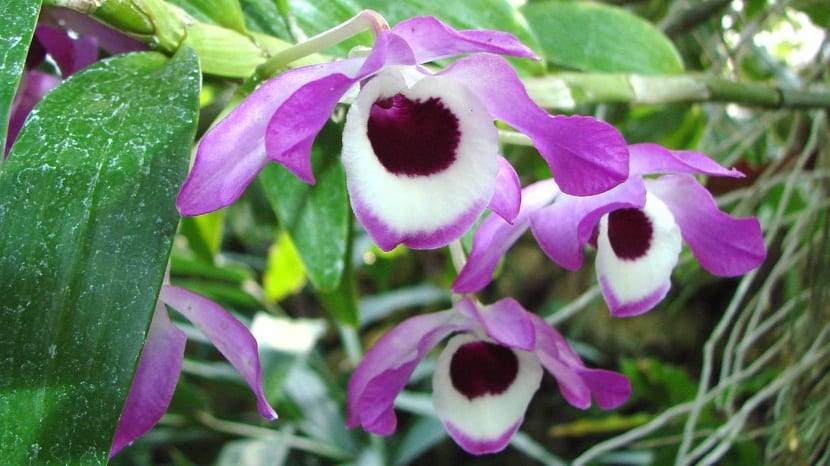 Detalle del Dendrobium nobile