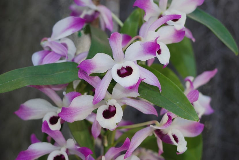 Flores de Dendrobium nobile