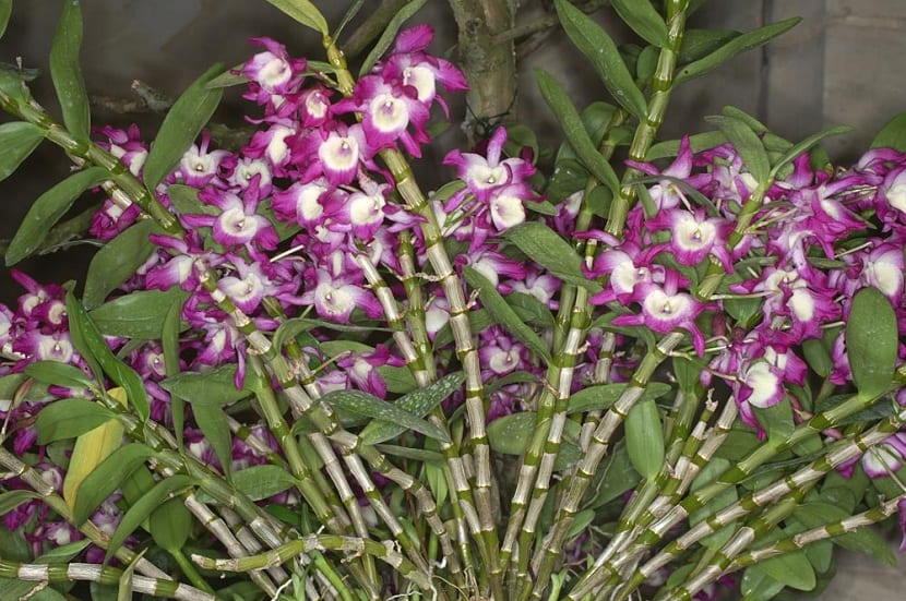 Flores de las orquídeas
