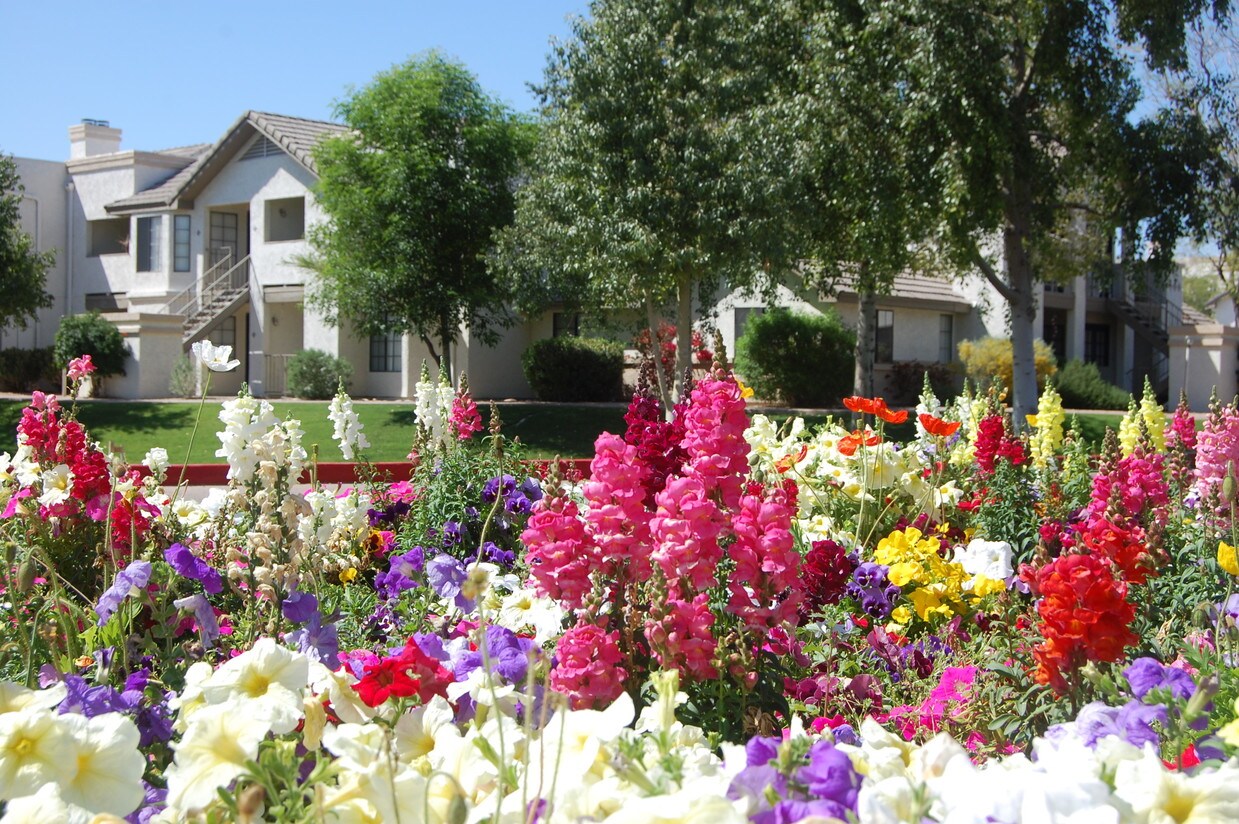 Parterre de flores de temporada en un clima cálido y seco