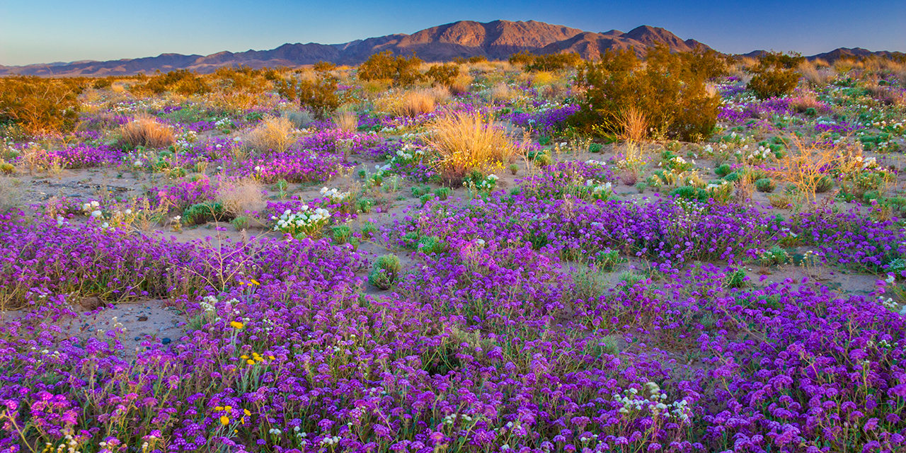 Floración masiva en un desierto árido