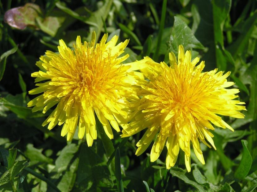 Flores del  diente de león o Taraxacum officinale