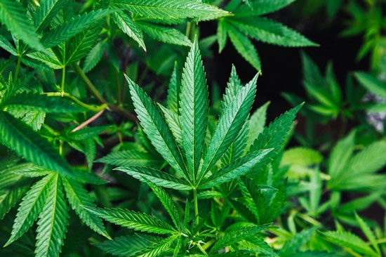 Planta de canamo en cultivo