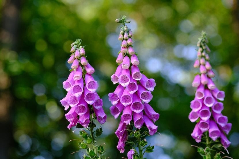 Las flores de la dedalera son rosadas