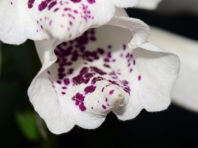Las flores de la dedalera pueden ser blancas