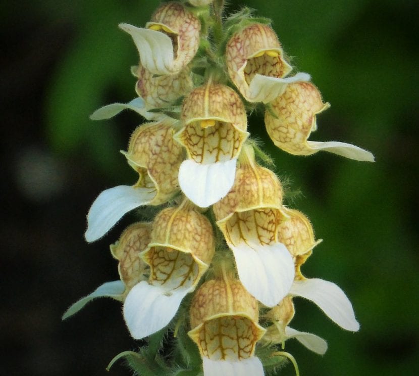 Vista de la Digitalis lanata