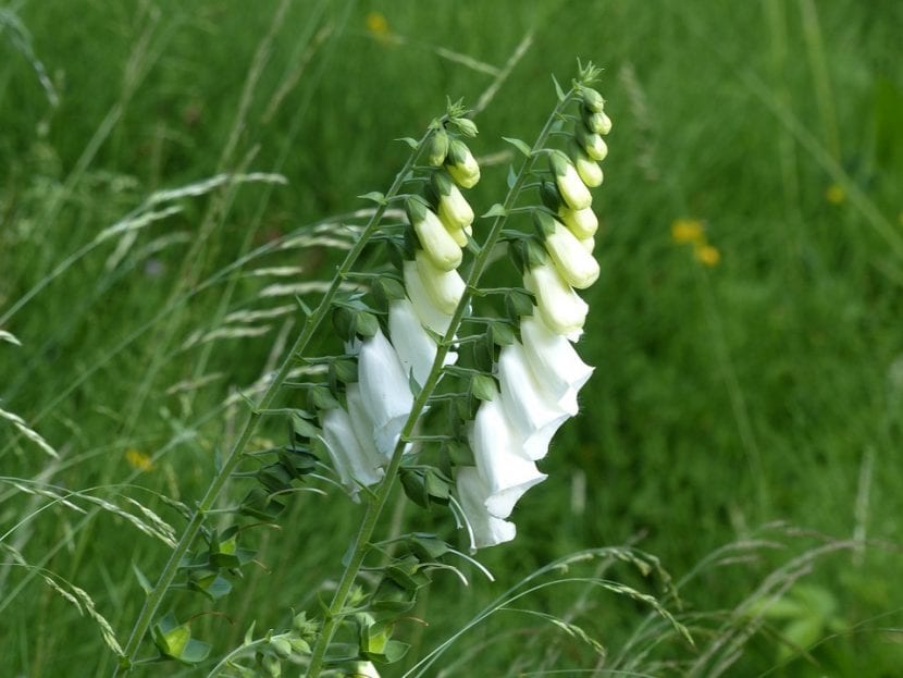 La Digitalis lutea produce flores blancas