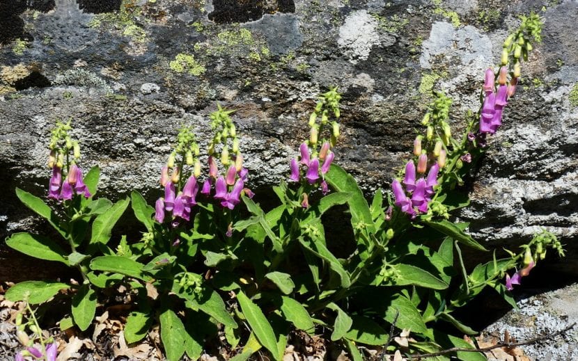 Vista de la Digitalis purpurea en hábitat
