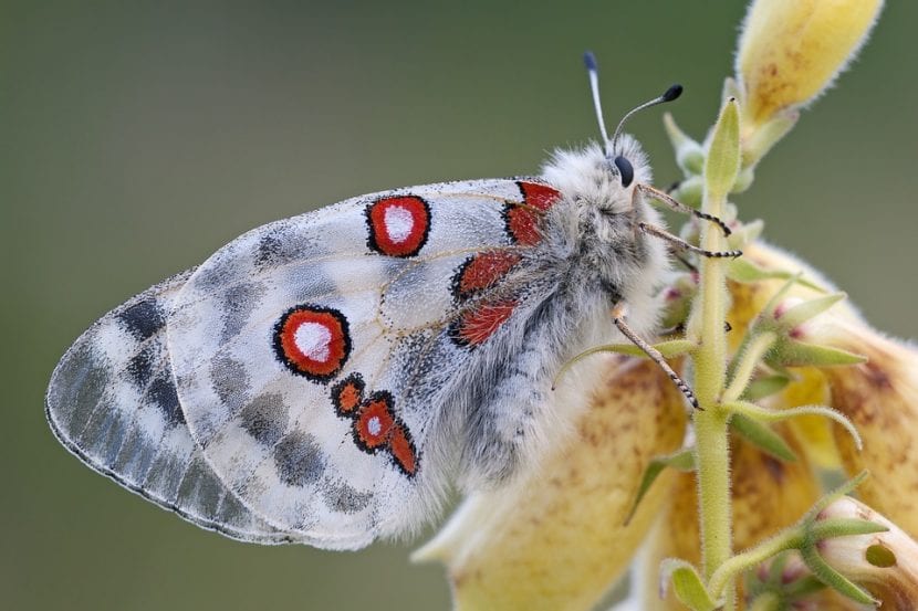 Las Digitalis atraen a las mariposas