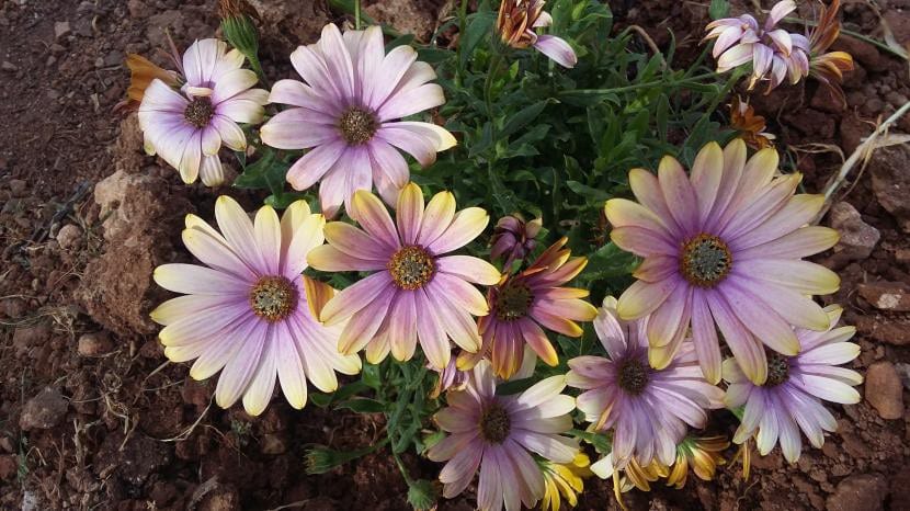 Las Dimorphoteca son flores que se pueden cultivar en macetas