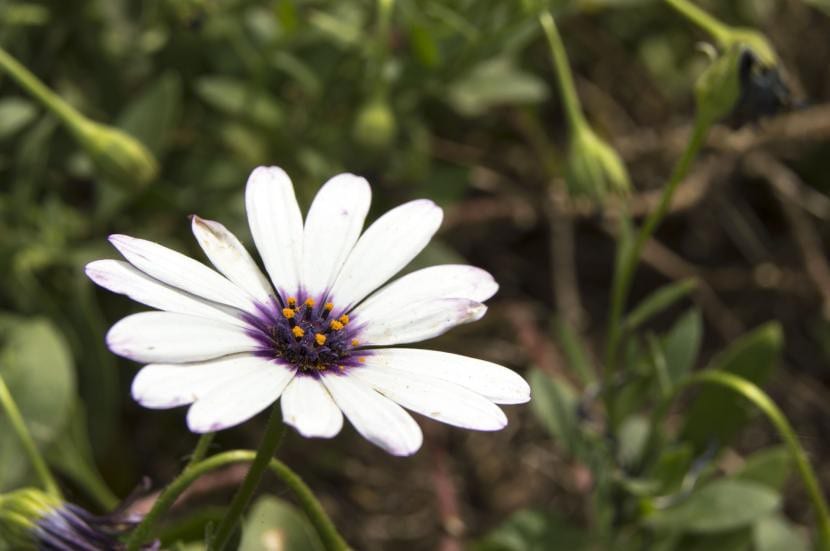 Dimorfoteca, una flor preciosa para jardín