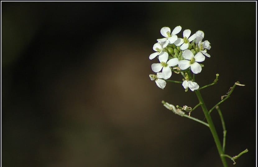Detalle del Dipltaxis erucoides