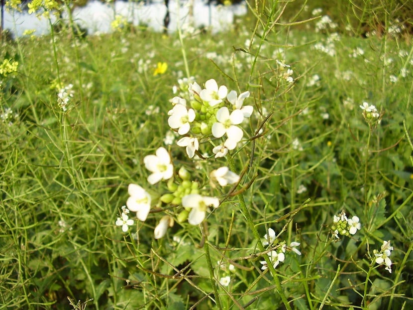 Diplotaxis erucoides