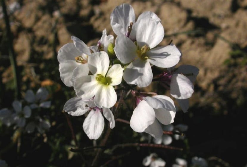 Flores de la rabaniza