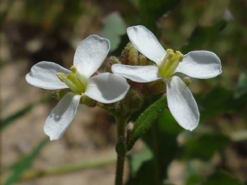 Pequeñas flores de la rabaniza