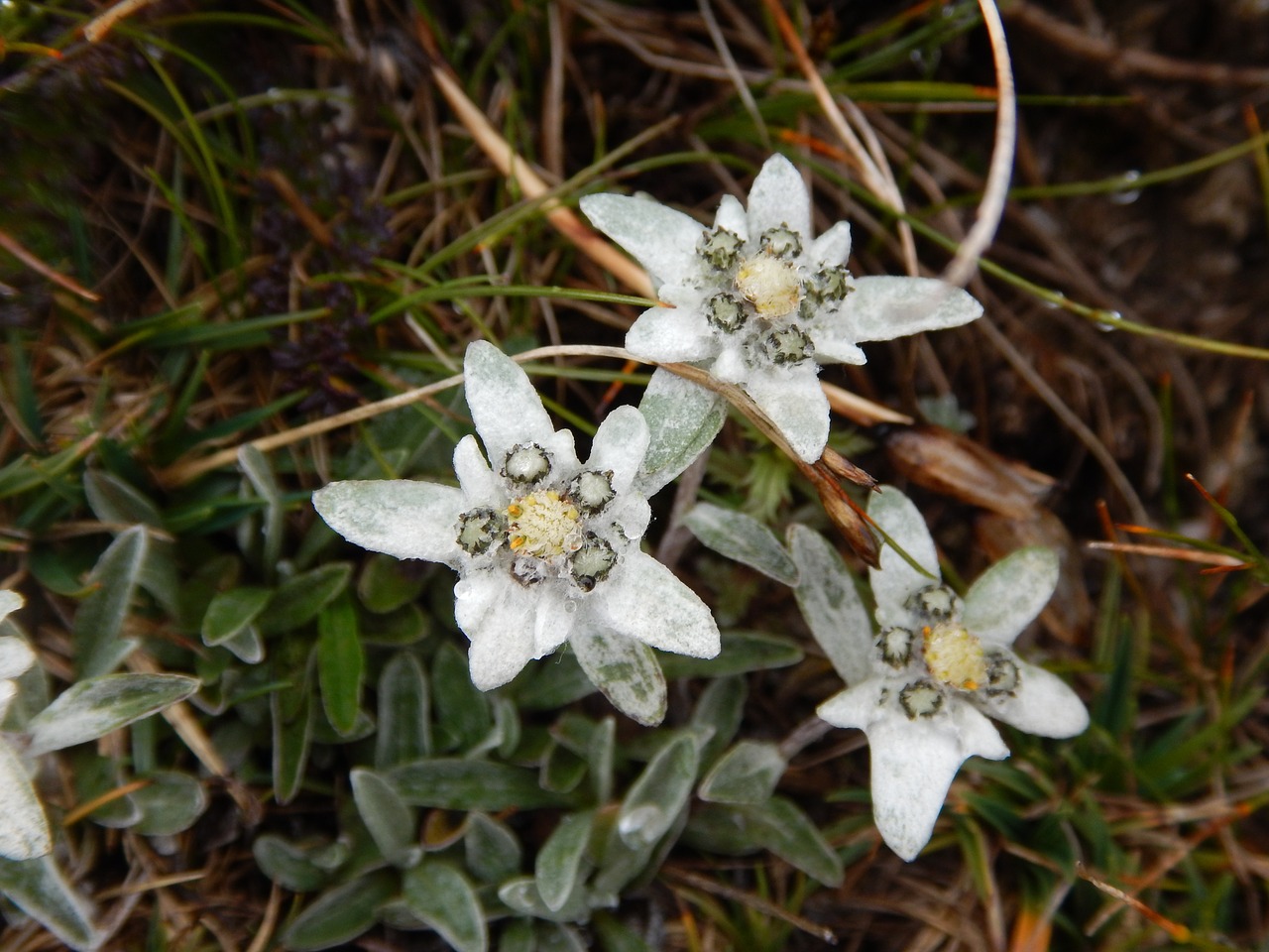 Vista de la flor edelweiss