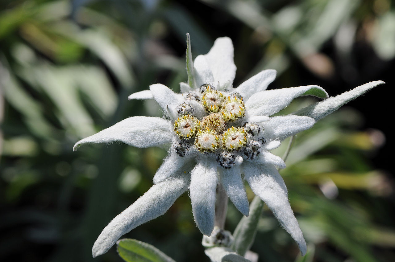 La flor edelweiss es blanca