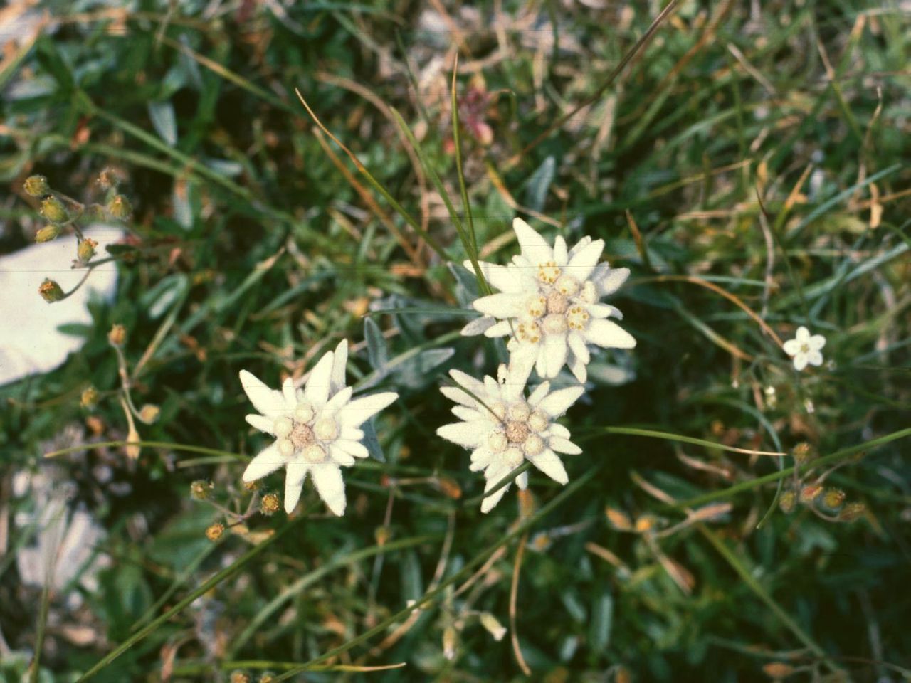 Planta edelweiss
