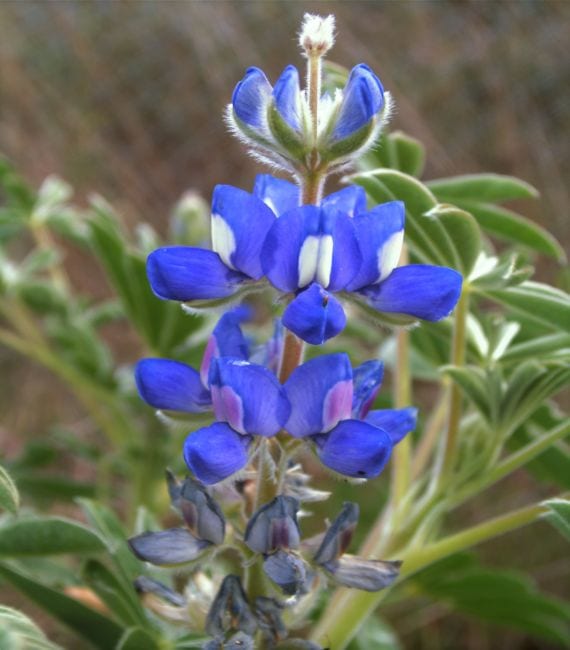 Lupinus micranthus