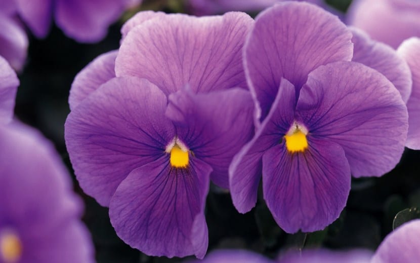 Violetas